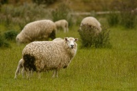 NZ Ovce 8717